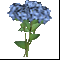 Букет гортензий 5
