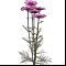 Букет космей 5